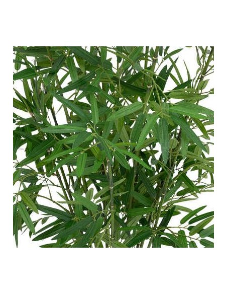 198205 - bambou pot nat ly h100