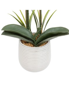 198223 - orchid pot crmq riva h60