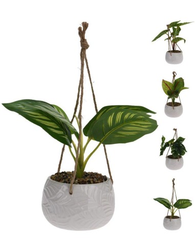 495200010-plant in pot 4ass