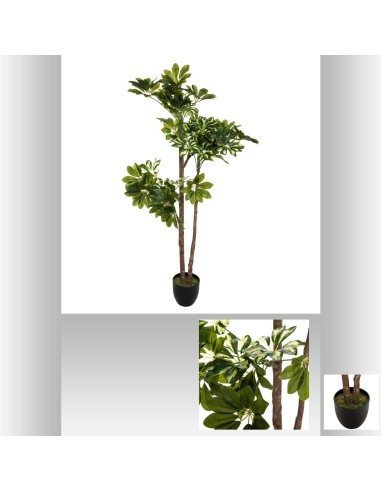 179268 - schefflera pot pl nao h130