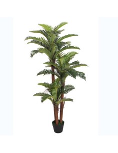 plante pe 40x40x150 palmier vert