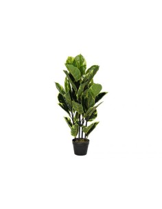 plante pe 40x40x90 hevea vert