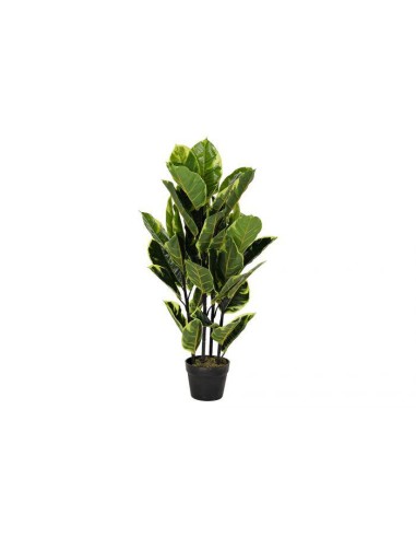 plante pe 40x40x90 hevea vert