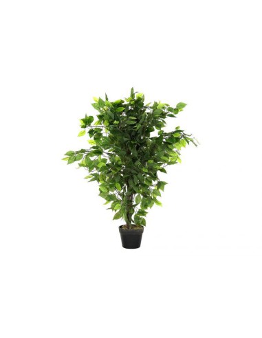 plante pe 50x50x90 ficus vert