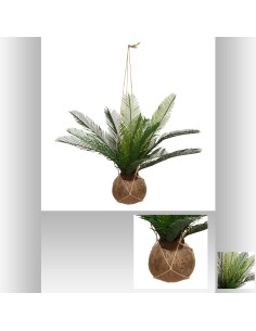 179299 - plante noix de coco cuba h50