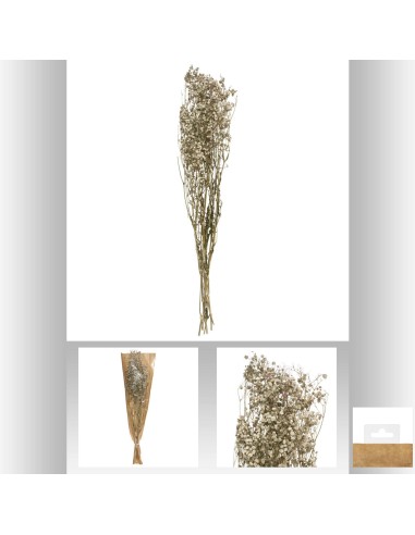 179317-gypsophile nat seche h58