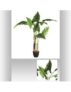 110249 - bananier 2 troncs cyro h120 L. 125 x P. 100 x H. 124 cm