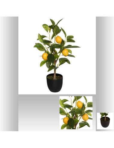 179313 - citronnier pot pl  h43