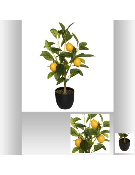 179313 - citronnier pot pl  h43