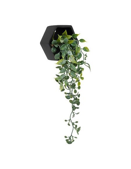 155634a - plante susp cim ayame nr h14