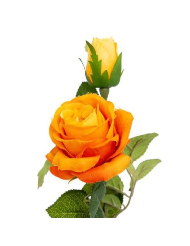 204262 - tige rose degrade james h46