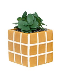 204210 - plante v pot crmq cor ass h17