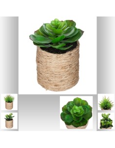 160065 - plante g pot nat gip h16