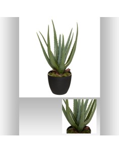 173017 - aloe real touch h44