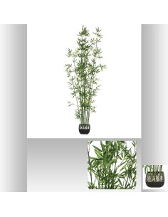 181473 - bambou pot crmq yori nr h180