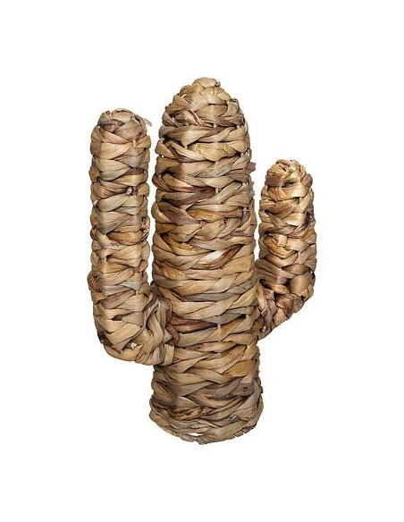 178738 - cactus jacinthe haci h35